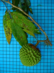 Duguetia sooretamae