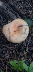 Lactarius salmonicolor