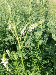 Melilotus albus