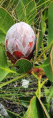 Protea cynaroides