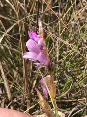 Gladiolus crassifolius