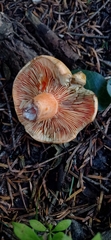 Lactarius salmonicolor
