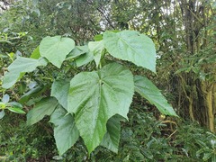 Entelea arborescens