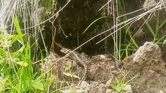 Sceloporus spinosus