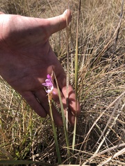 Gladiolus crassifolius