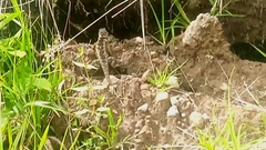 Sceloporus spinosus