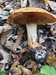 Calonarius splendens