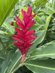 Alpinia