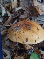 Calonarius splendens