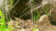 Sceloporus spinosus