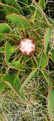 Protea cynaroides