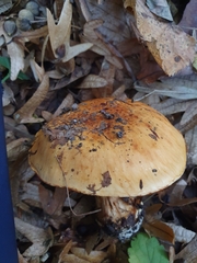 Calonarius splendens