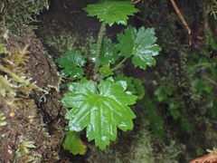 Boykinia occidentalis