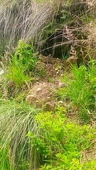 Sceloporus spinosus