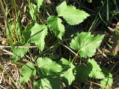 Ostericum palustre