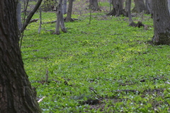 Allium ursinum