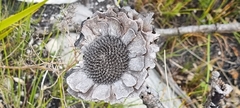 Protea cynaroides