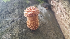 Agaricomycetes