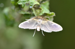 Apilocrocis brumalis