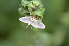 Apilocrocis brumalis