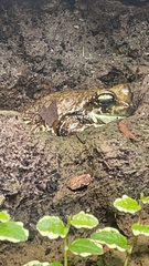 Trachycephalus resinifictrix