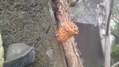 Agaricomycetes