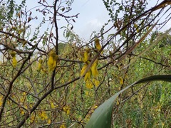 Sophora