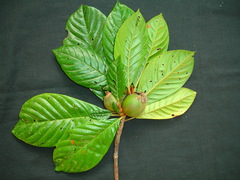 Duroia valesca
