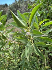 Myoporum laetum