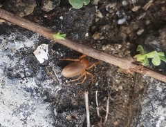 Dysdera crocata