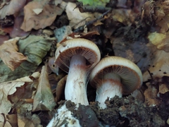 Cortinarius