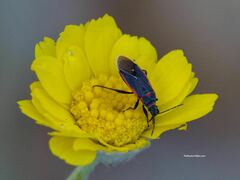 Melacoryphus lateralis