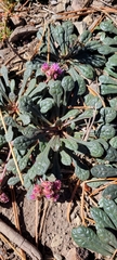 Calyptridium monospermum