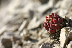 Sempervivum globiferum