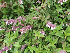 Plectranthus ciliatus