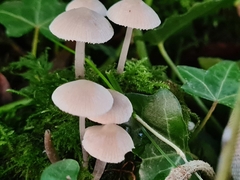 Mycena capillaripes