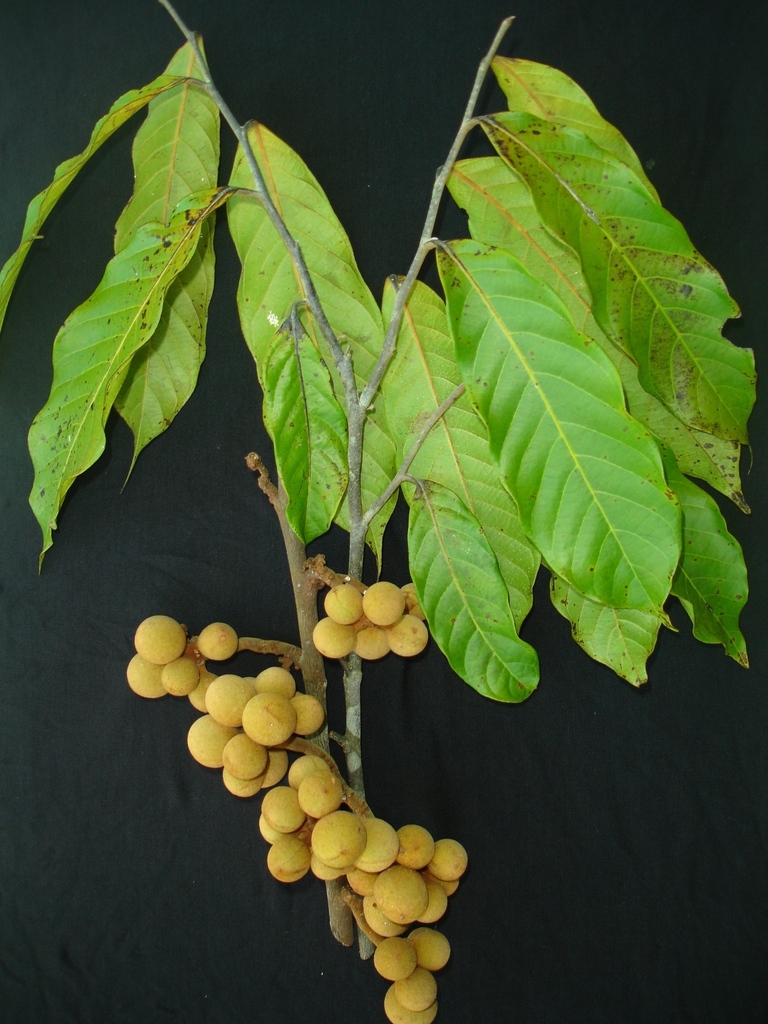 Unonopsis renatoi