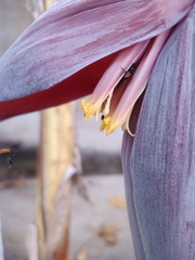 Trigona fulviventris