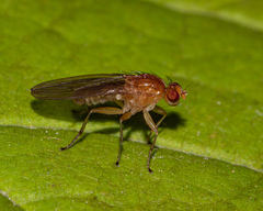 Suillia laevis