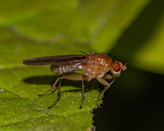 Suillia laevis