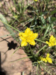 Cyperus sphaerocephalus