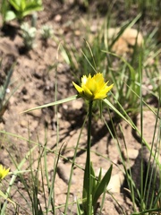 Cyperus sphaerocephalus