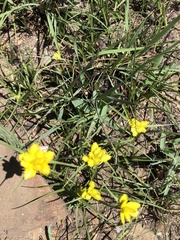 Cyperus sphaerocephalus