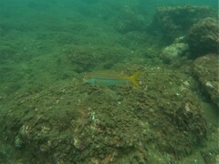 Mulloidichthys dentatus