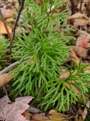 Diphasiastrum complanatum
