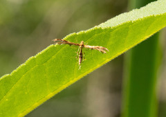 Oxyptilini
