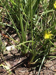Cyperus sphaerocephalus