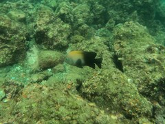 Stegastes acapulcoensis