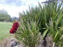 Doryanthes palmeri