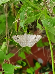 Frederickia nigricomma